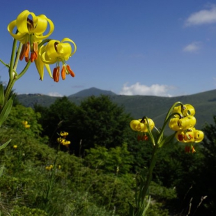 Lilium carniolicum